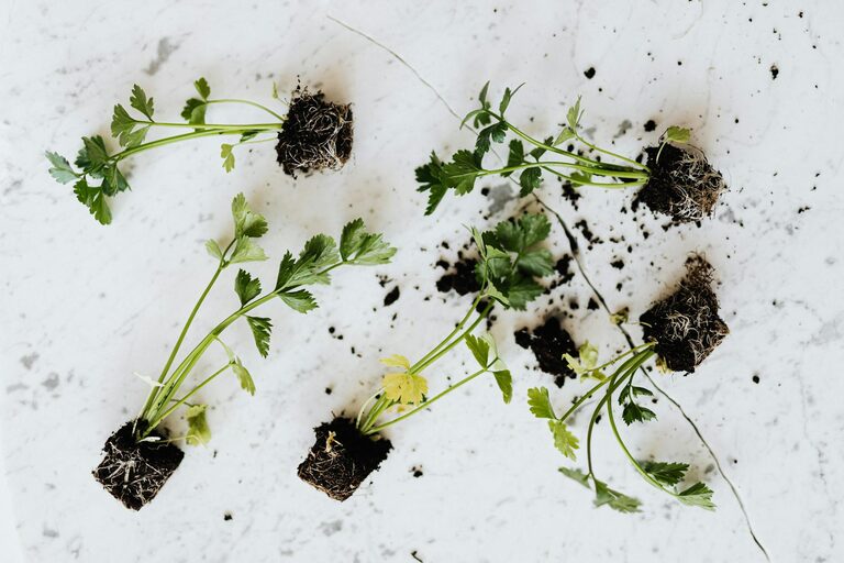 How to Start a Small Herb Garden Indoors: A Step-by-Step Guide